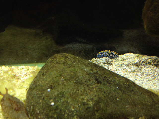 天保山 ウミウシ ウミウシminimini水族館