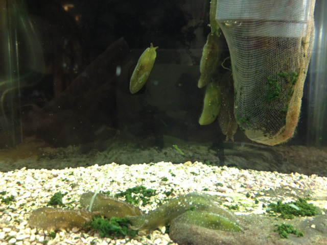 天保山 ウミウシ ウミウシminimini水族館