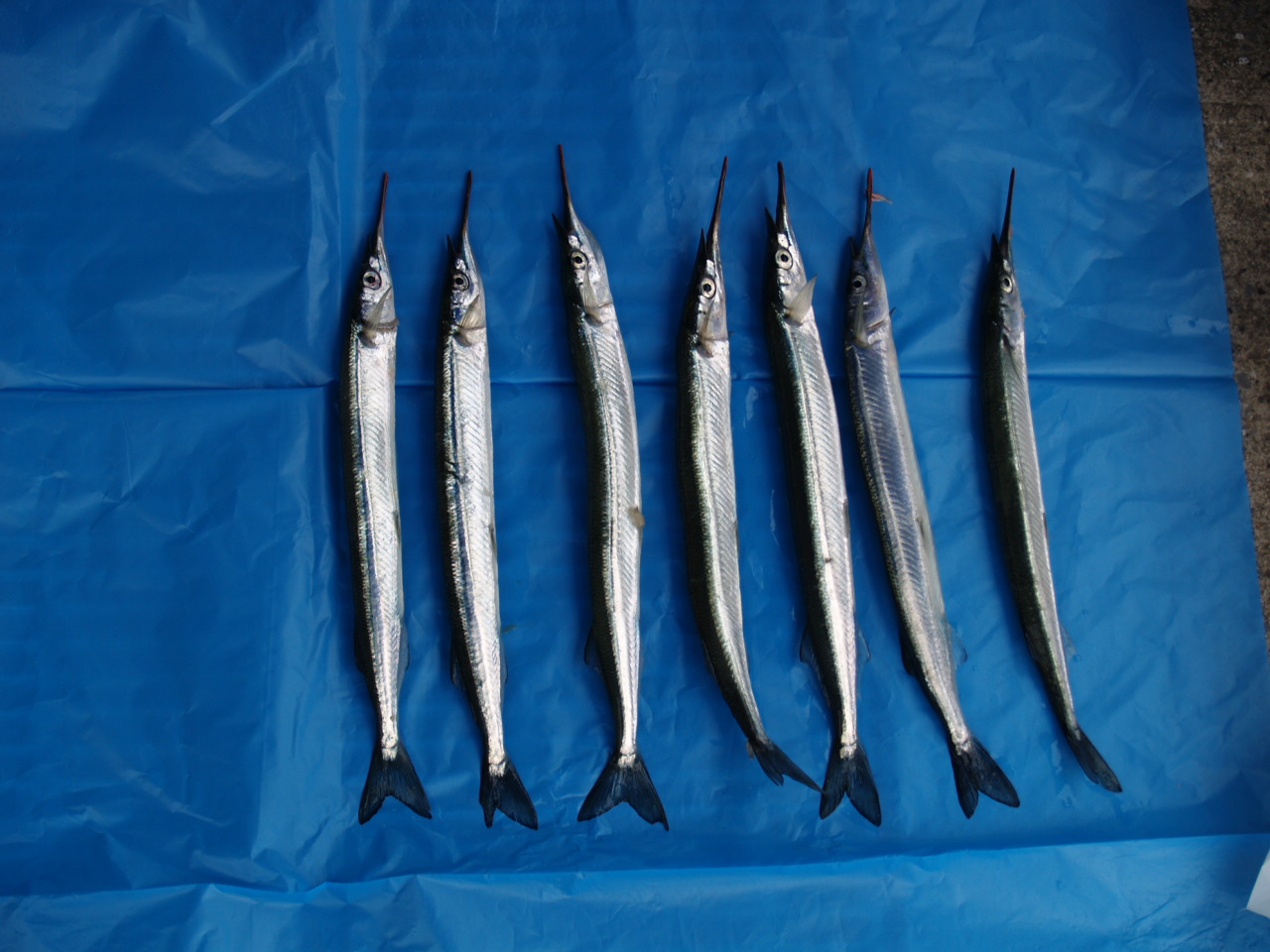 釣果 サヨリ
