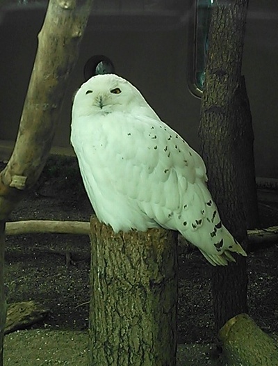 上野動物園 東京の銭湯 大黒湯 押上温泉 天然温泉