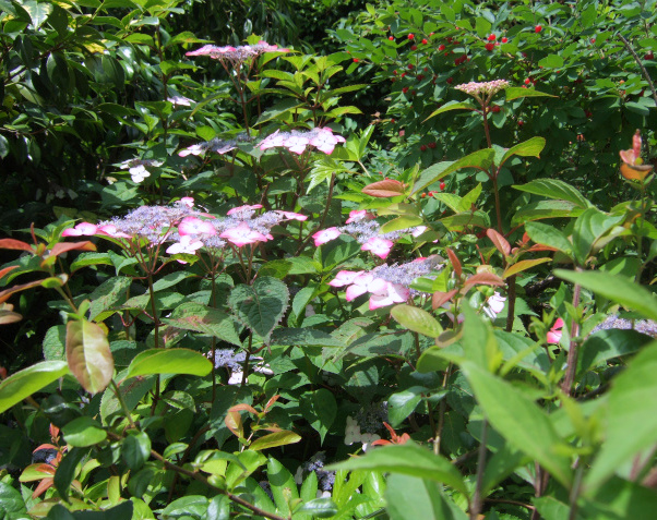紫陽花