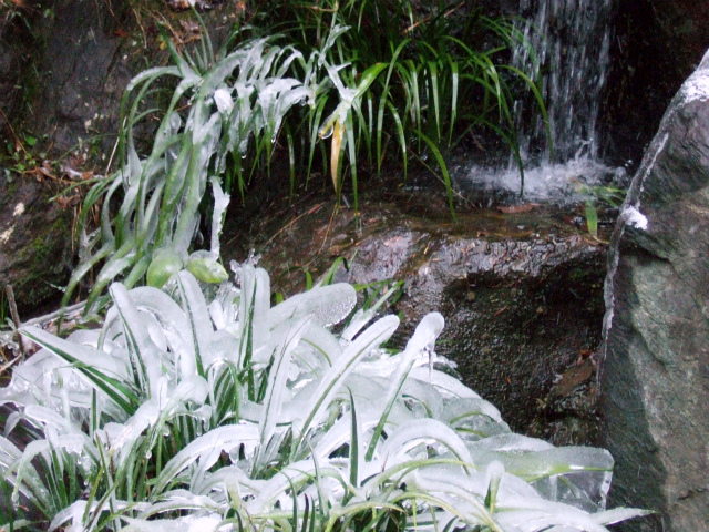 氷の花