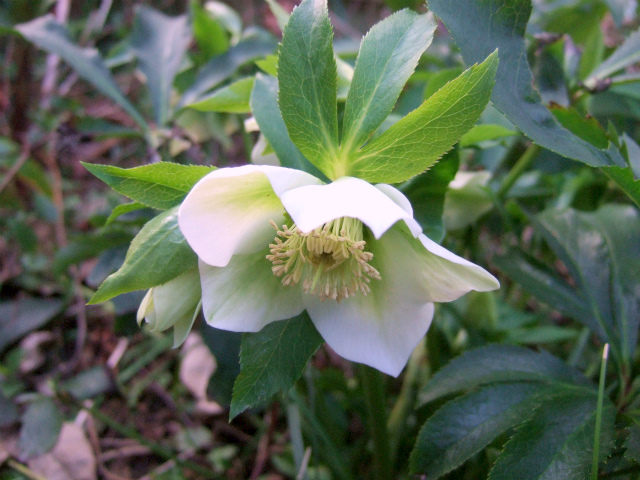 八手花笠