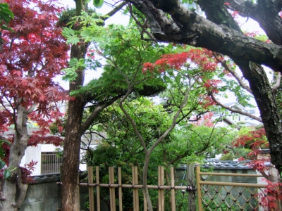 早春の庭