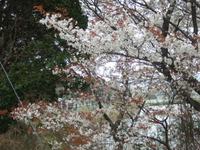 山桜