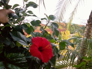 ハイビスカスと紅葉