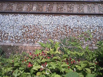 短絡線を見下ろすと野苺が