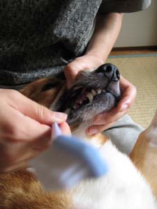 あぁ〜いやなのだ。。。口をぎゅっとしちゃえ!
