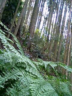 下りて上るだけで、ヘトヘト〜な斜面(苦笑)