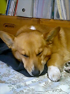 くれるんじゃなかったの?
