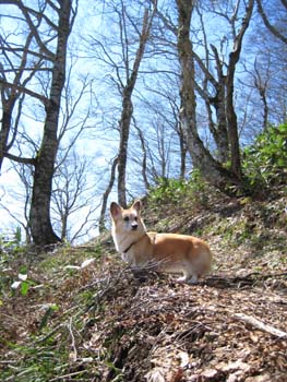 芽吹きはじめ