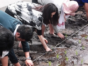 s-s-2015.6.6 292(田植え).jpg
