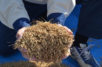 s-採用DSC_5891.jpg
