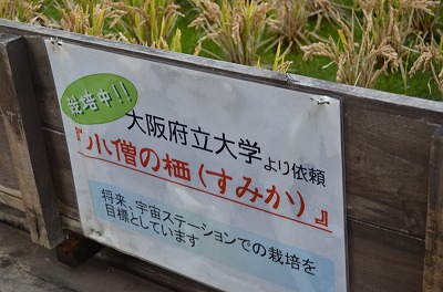 s-採用DSC_5975.jpg