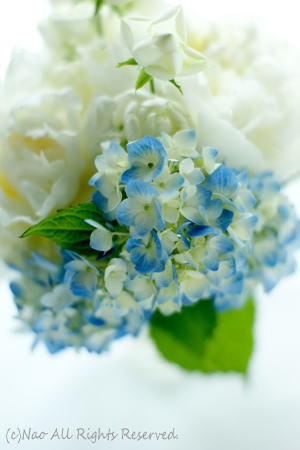 SONY LIVING PHOTO