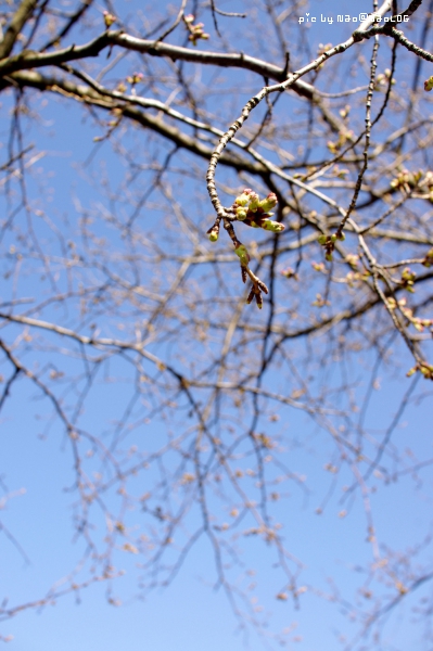 spring has come