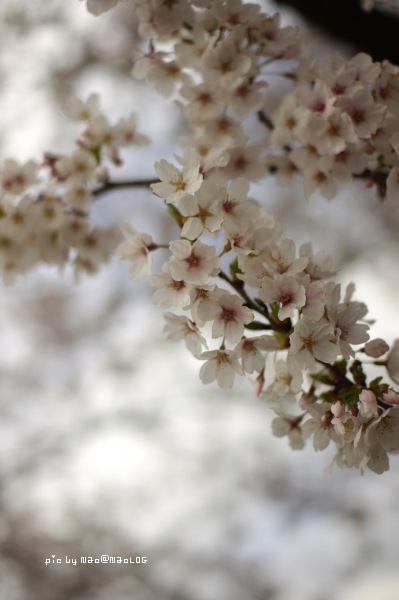 cherry-blossom
