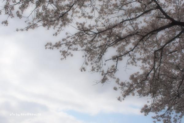 cherry-blossom