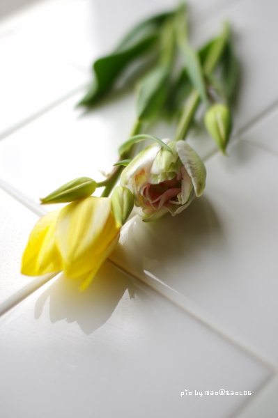 spring has come