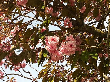 八重桜