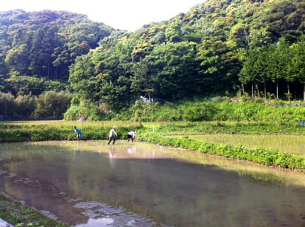 田植え