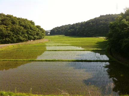 田んぼ