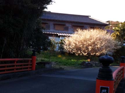 梅の花