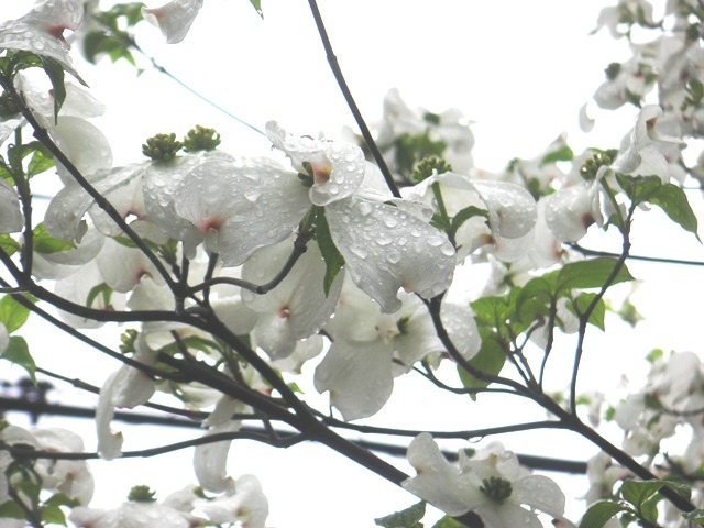 雨に濡れたはなみずき