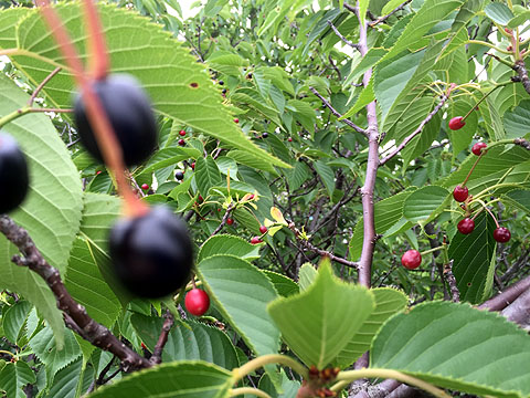 20150605130612.jpg