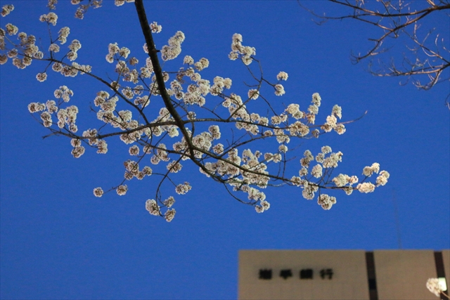 IMG_7501_R.JPG