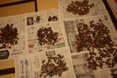 どんぐり・どんぐり・どんぐり | 松平観光協会からのお知らせ