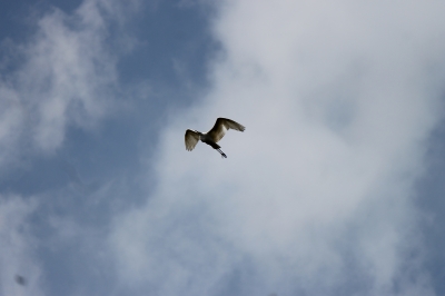 IMG_2559.JPG