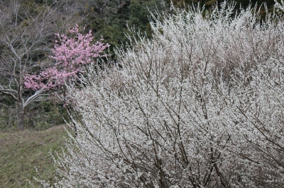 IMG_2564.JPG