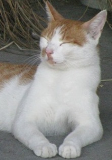 浦和の番猫