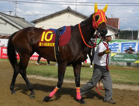 8月26日テイエムヨカドー6.jpg