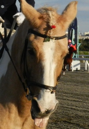 誘導馬