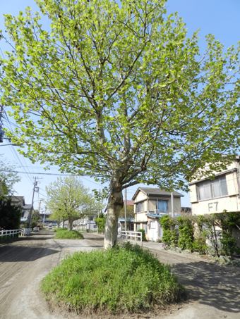 船橋新緑