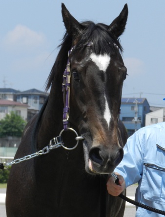 浦和新馬