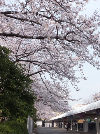大井競馬場桜