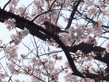 大井競馬場桜