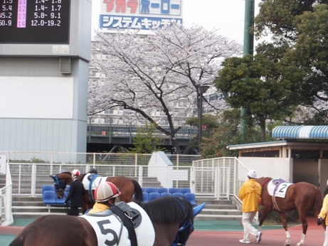 大井競馬場桜