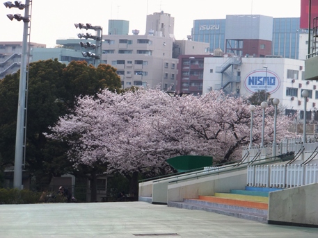 大井競馬場桜