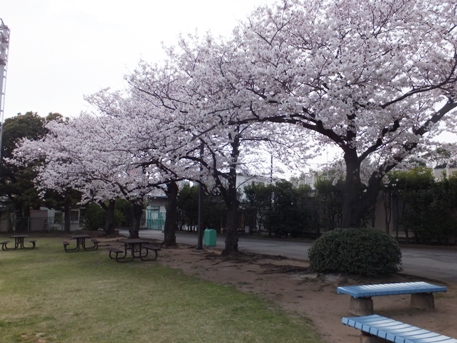 大井競馬場桜