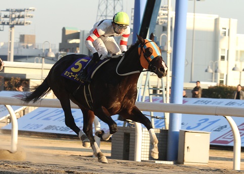 川崎記念、ホッコータルマエ優勝！ | 南関魂 高橋華代子の南関東競馬ブログ