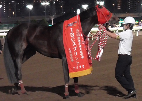 Amazon.co.jp: サブノジュニア 純銀カード 楽天競馬抽選50名限定