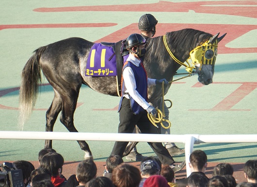 ミューチャリー、フェブラリーＳへ！ | 南関魂 高橋華代子の南関東競馬