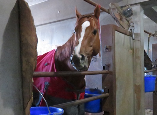 馬たちの近況・予定 | 南関魂 高橋華代子の南関東競馬ブログ