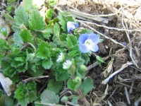 葡萄園の野花