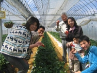 イチゴ狩り 清水農園 喬木村
