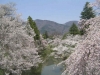 上田城址 桜 満開